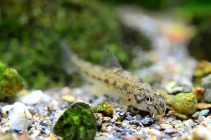 Lzhepsescar: dzielne rodzice i obrońcy ich potomstwa Lzhepsescar: dzielne rodzice i obrońcy ich potomstwa